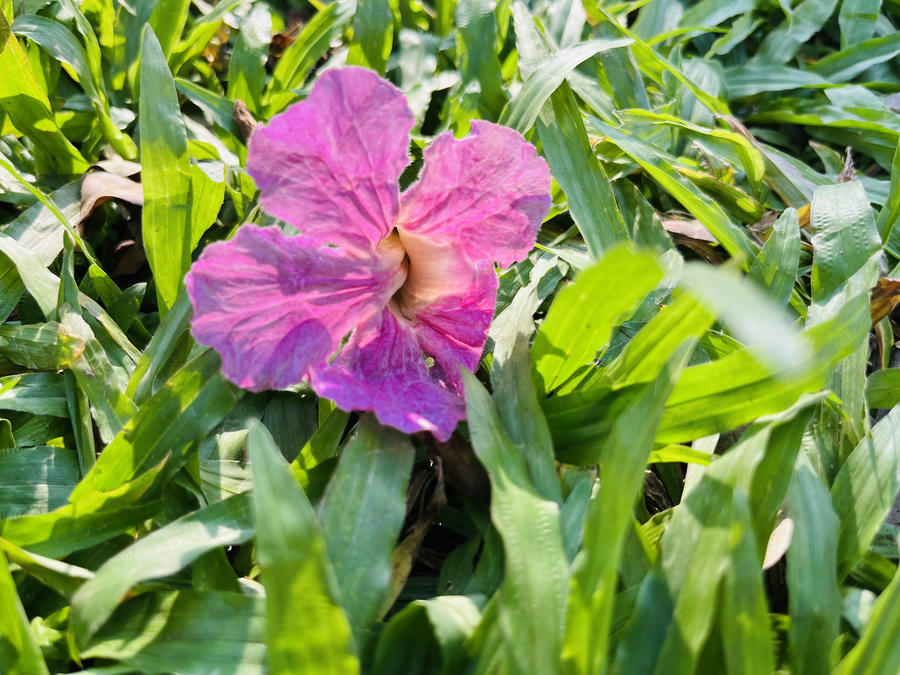 Loài hoa này, được ví như hoa Anh Đào của Sài Gòn bởi sự tương đồng về màu sắc, vẻ mỏng manh và nhẹ nhàng.