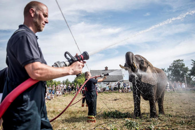 Lính cứu hỏa tắm mát cho voi. Ảnh: Reuters