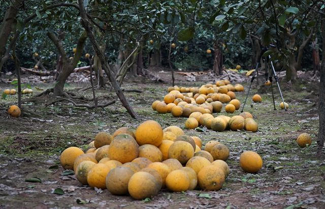 Giá bưởi diễn mua buôn tại vườn dao động từ 25.000 – 40.000 đồng/quả, còn bưởi dùng để ban thờ ngày tết dao động khoảng 80.000 – 100.000 đồng/quả.