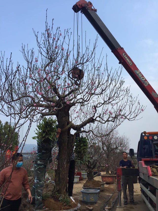 Một cây đào cổ thụ đẹp nhất chợ hoa thành phố Lào Cai được bán cho một đại gia trồng trong biệt thự với giá 18 triệu đồng, rẻ bằng một nửa so với năm trước
