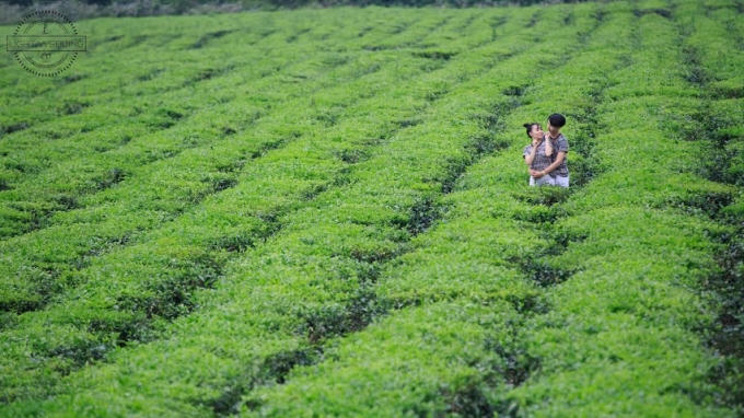 Những đồi chè xanh tít tận chân trời.