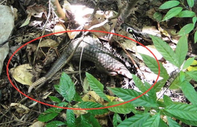 Cá thể tê tê về với thiên nhiên sau những tháng ngày nuôi nhốt.