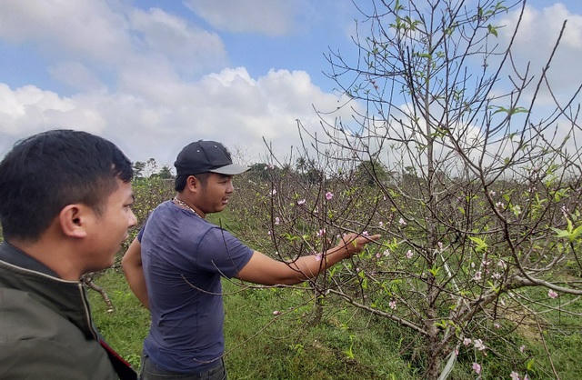 Nhiều vườn đào đã có thương lái đặt mua.