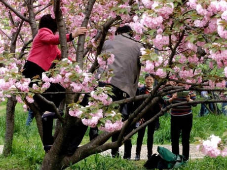 Hành vi thiếu văn minh của du khách Trung Quốc. Ảnh: Đa Chiều.