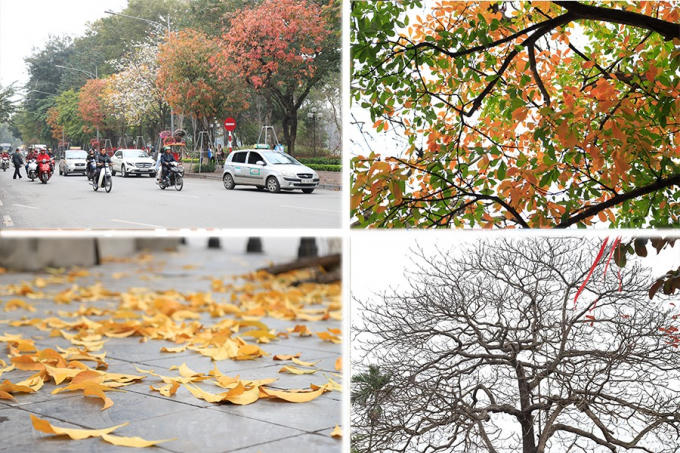 "Cây cơm nguội vàng, cây bàng lá đỏ"... chẳng cần đợi đến mùa thu.