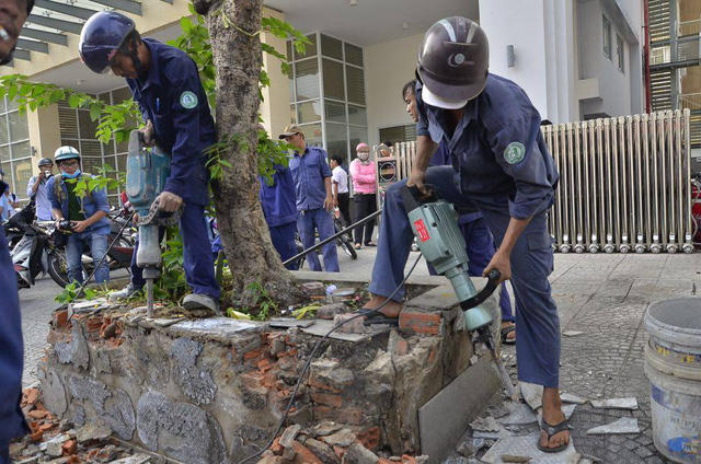 Bứng c&acirc;y xanh trồng tr&aacute;i ph&eacute;p tr&ecirc;n vỉa h&egrave;.