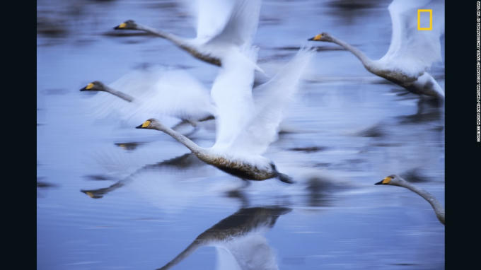Bức ảnh đạt giải nhì "Swans who live vigorous even in mud." (Những con thiên nga sống mạnh mẽ bùn đen) của nhiếp ảnh gia Hiromi Kano. Ảnh CNN