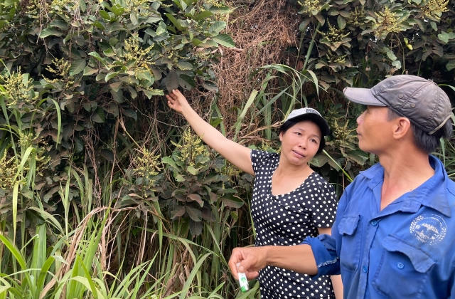 Người dân ngán ngẩm, lo vụ trái cây thất bại vì bụi từ công trường sân bay Long Thành