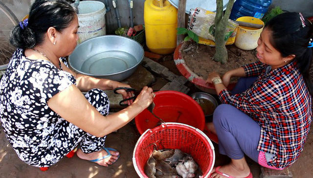 Thời điểm mùa nước lũ thì thịt chuột đồng ăn thơm ngon, béo ngậy.