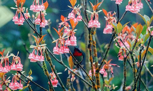 Hoa đào chuông nở rộ trên đỉnh Bà Nà.