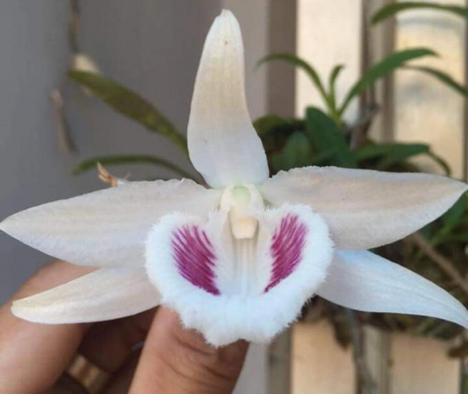 Với việc sở hữu bông Lan Giã Hạc 5 cánh trắng này, CLB Hoa Lan đột biến sông Hàn (Đà Nẵng) tạo được ấn tượng mạnh để có thể sánh với các CLB nổi tiếng như: CLB Lan miền Bắc đang sở hữu Lan 5 cánh trắng Mắt Ngọc Sông Đà, Lan 5 cánh trắng Bảo Duy; hay như CLB Lan miền Nam đang sở hữu 5 cánh trắng Không Tên cùng Lan 5 cánh trắng Hồng Cái Bang.