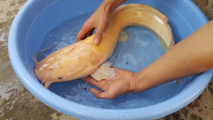 Con cá trê vàng nặng 3,5 kg được anh Ba bắt được vào chiều ngày 6/2.