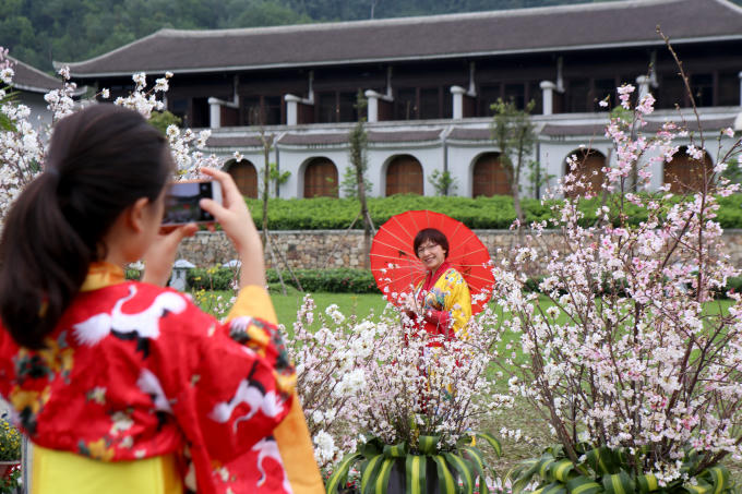 Rực rỡ sắc hoa Anh Đ&agrave;o giữa n&uacute;i rừng Y&ecirc;n Tử