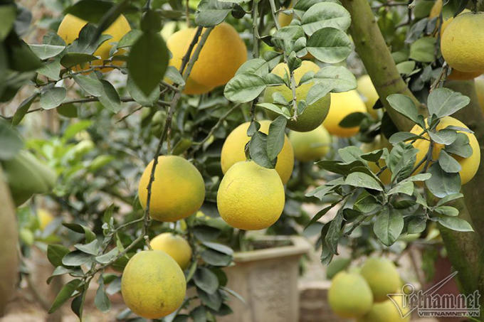 Bưởi thế có một không hai bọc kín chờ nhà giàu rước về