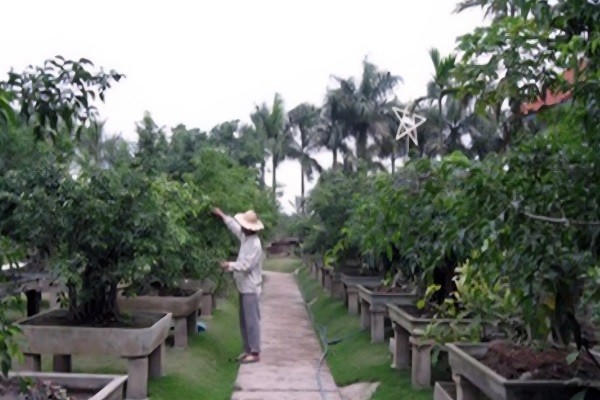 Làng nghề hoa cây cảnh tại phường Vị Khê (Ninh Bình).