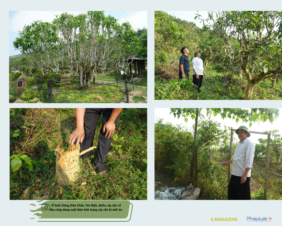 Đau đáu tìm cách bảo tồn và phát triển cây chè shan tuyết cổ thụ