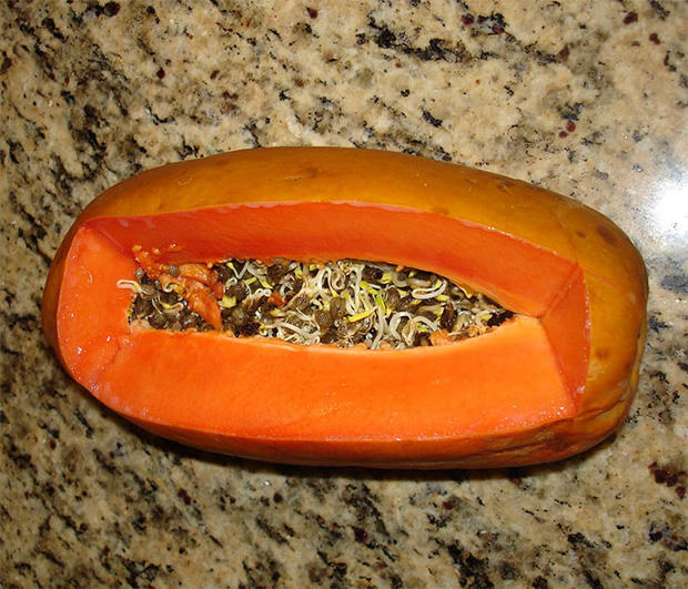 Không phải món nộm gì đâu, mầm đu đủ đấy.