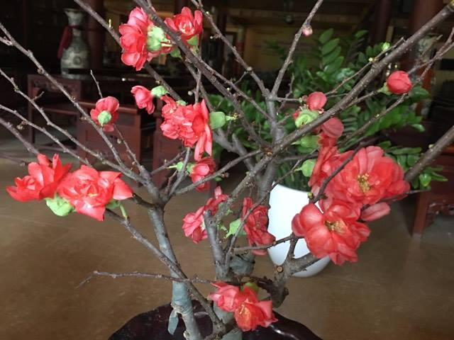 Đào khoe sắc