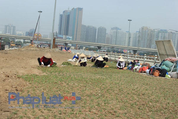Hệ thống cây xanh, cỏ đang được các công nhân hoàn thiện. Ảnh: Như Trường.