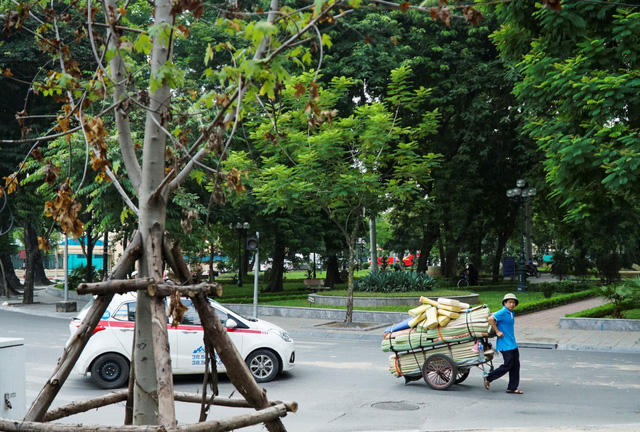 Ông Nguyễn Văn Tiến – hành nghề xe ôm tại đây chia sẻ: “Ngày nào tôi cũng đi qua đây, nhìn mấy cây phong cứ chết dần chết mòn mà thấy buồn, vì tôi chỉ được nhìn thấy lá phong đỏ tuyệt đẹp trên phim Trung Quốc, Hàn Quốc. Dù sao, rất hi vọng đến cuối năm để được nhìn cây thay lá, chắc là đẹp lắm”. Nhiều cây trong tình cảnh tương tự tại Công viên Lê Nin