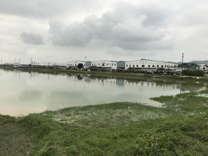 Sau nhiều năm được "cải tạo" để trồng sen trở thành một "điểm nhấn" tại cụm công nghiệp Nam Giang, nhưng đến thời điểm hiện tại vẫn chẳng có một bông sen nào nở.