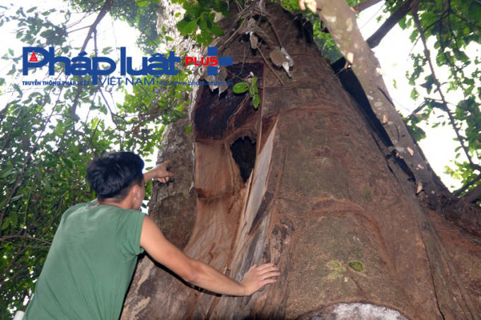 Trước đó rừng đặc dụng Phong Quang từng "nóng" về tình trạng khai thác và tiêu thụ gỗ Nghiến.