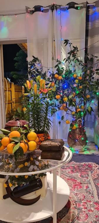 Cành cam Israel được trang trí rất giống cây quất Việt Nam. Một góc Tết Việt giữa Trung Đông.