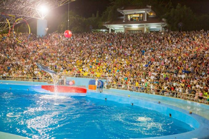 Những màn nhào lộn của những chú cá Heo lôi cuốn du khách.