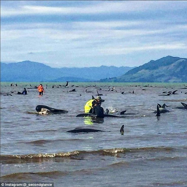 Hiện vẫn chưa có đáp án lý giải hiện tượng trên tuy nhiên dự án Jonah cho rằng nguyên nhân có thể do sự tác động của nhiều yếu tố như dịch bệnh hoặc thời tiết.