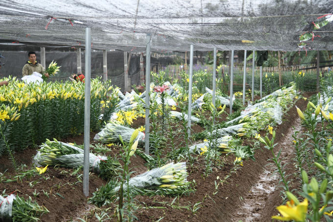 Người dân tiếc nuối phải thu hoạch hoa sớm hơn dự định