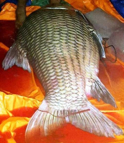 Ngày 12/1/2015, trong lúc thả lưới trên sông Hậu, đoạn qua xã Phong Hòa, huyện Lai Vung (Đồng Tháp), một ngư dân tên Nghĩa đã bắt được một con cá hô "khủng" nặng 110kg, dài 1,3m.