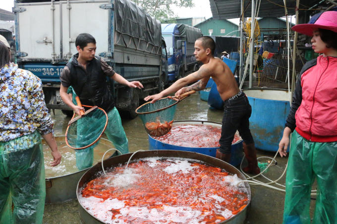 Theo các tiểu thương buôn bán tại chợ cho biết, nguồn cá đỏ cúng ông Công, ông Táo năm nay khá dồi dào. Có đủ loại to nhỏ khác nhau, cá bóng, khỏe, không bị tróc vẩy, có màu đỏ tươi hoặc cam đậm.