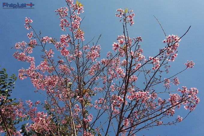 Hoa ấn tượng bởi cảnh tượng nở đồng loạt, chi chít từ gốc đến ngọn.