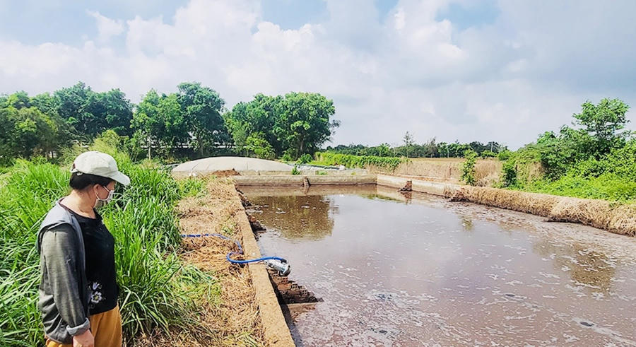 Trang trại chăn nuôi quy mô 2.100 con heo của một hộ ở ấp 3, xã Lộ 25, huyện Thống Nhất không có giấy phép bảo vệ môi trường. (Ảnh: Báo Đồng Nai).