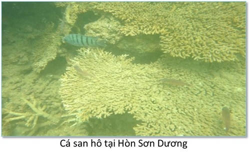 Đáy biển miền Trung ra sao sau sự cố môi trường?