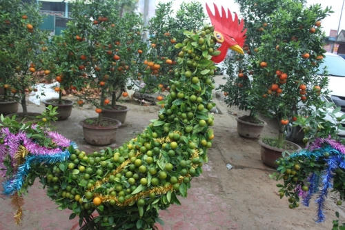 Quất được bán với nhiều mức giá khác nhau tùy dáng, thế và nhu cầu thẩm mỹ của người mua