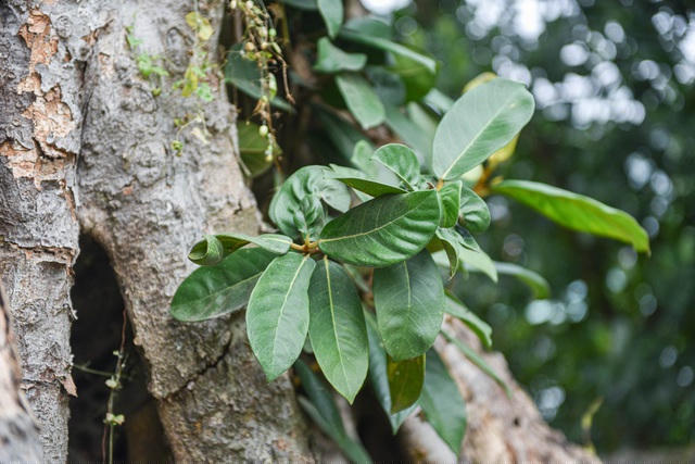 Hiện tại cây đa vẫn sống và phát triển tốt.