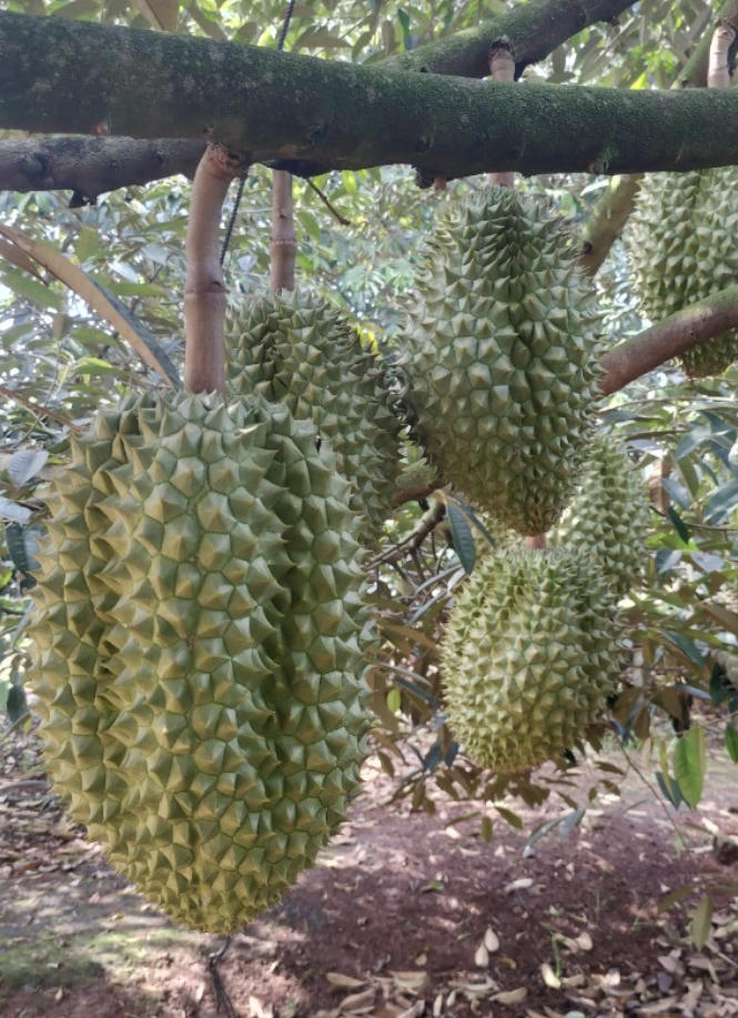 sau rieng 2