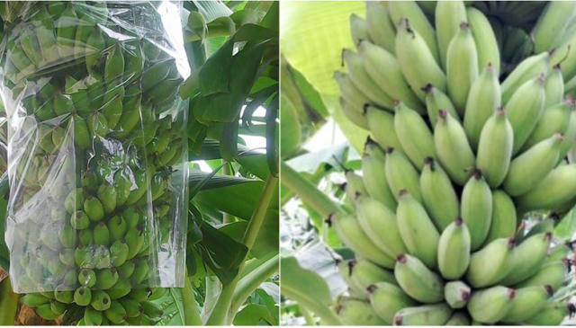 Hai em học sinh đã nghiên cứu các tài liệu về công dụng của vỏ chuối xiêm.
