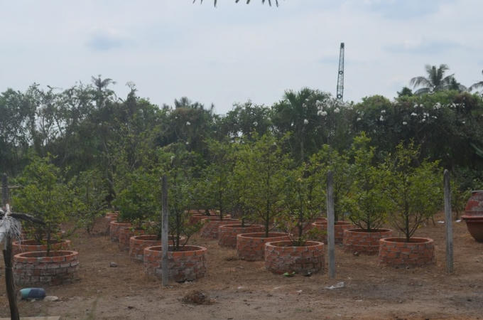 Với thời tiết ổn định như hiện nay, hoa Tết năm nay sẽ nở đúng dịp Tết.
