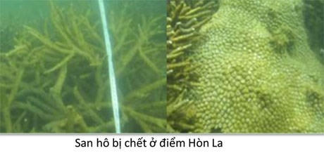 Đáy biển miền Trung ra sao sau sự cố môi trường?