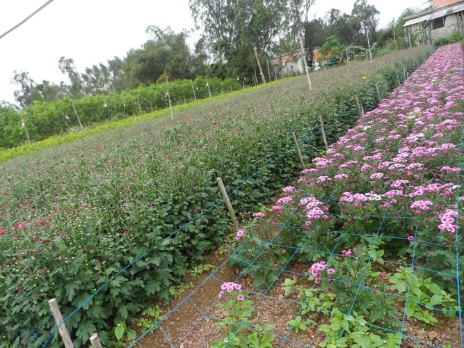 Các loại hoa như cúc tím, cúc vàng, thi nhau nở rộ.