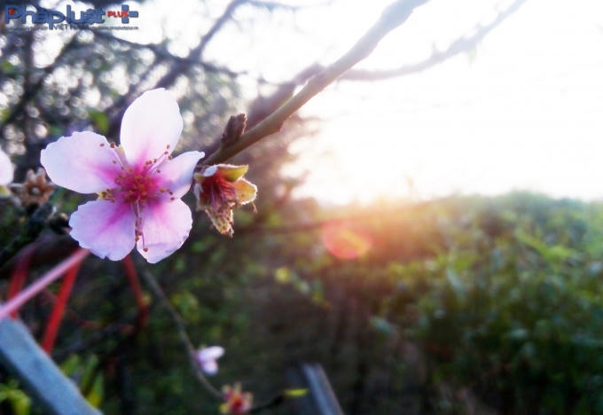 Mùa đông có nắng, hoa đào thi nhau bung nở.