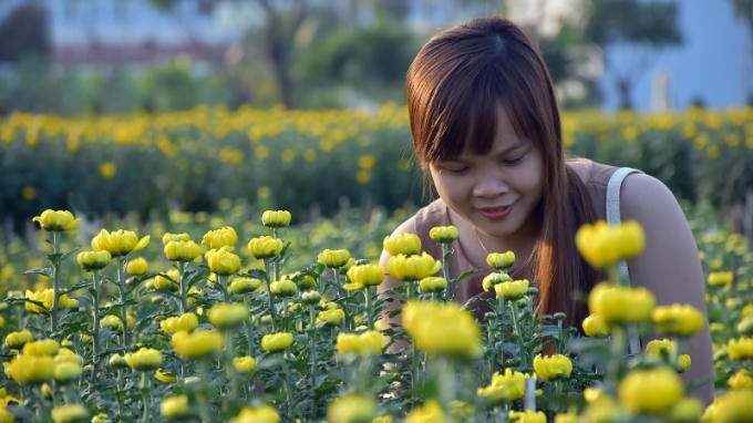 Hoa Cúc ở Đà Nẵng nở đều và đẹp kịp đón tết.