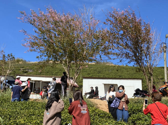 Mai Anh Đào đang đem đến một cảm xúc đẹp cho du khách khi đặt chân lên cao nguyên Lâm Viên.