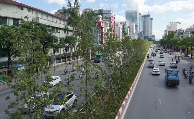 Cây phong xứ lạnh sống tươi tốt giữa “chảo lửa” Hà Nội