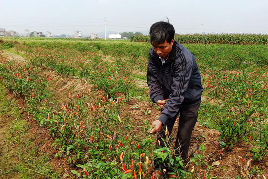 4 sào ớt của gia đình ông Nguyễn Văn Thành đã bị kẻ xấu phun thuốc diệt cỏ cháy úa