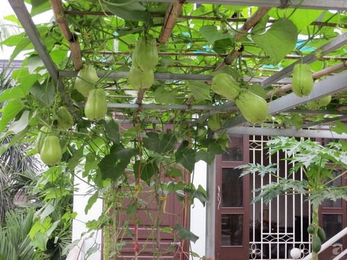 Giàn su su sai trĩu quả.