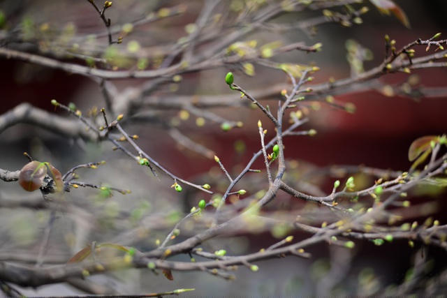 Cây mai sau khi ngắt hết lá chỉ còn nụ và một vài lá non.