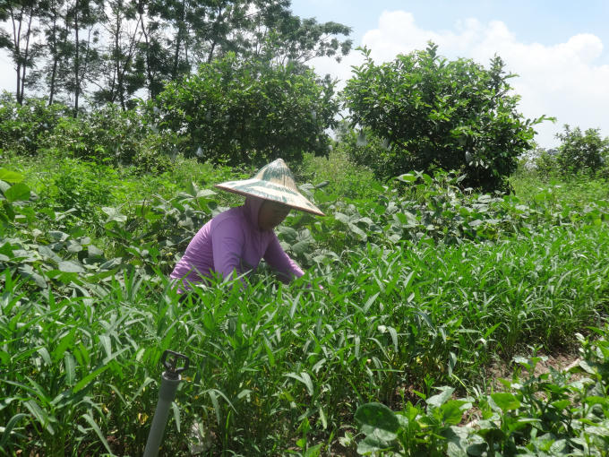 Đất trống luôn được tận dụng để trồng xen kẽ các loại rau nhằm tăng năng suất và cải tạo đất.
